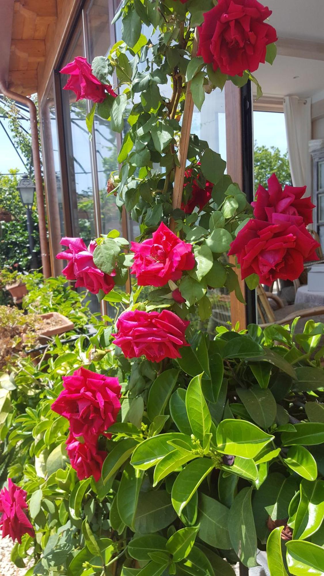 Il Giardino Segreto Bed & Breakfast Трапитело Екстериор снимка